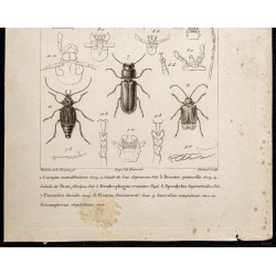 Gravure de 1844 - Coléoptères (Cucujus, Brontes...) - 3