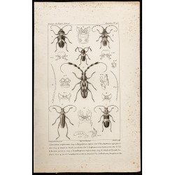 Gravure de 1844 - Coléoptères (Lissonotus, Megaderus...) - 1