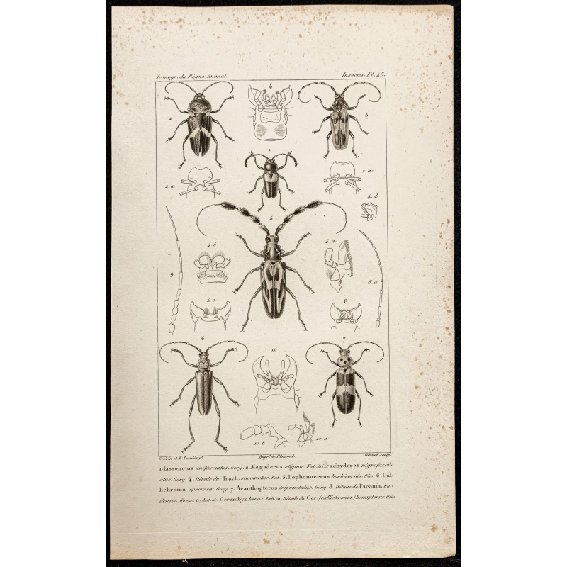 Gravure de 1844 - Coléoptères (Lissonotus, Megaderus...) - 1