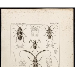 Gravure de 1844 - Coléoptères (Lissonotus, Megaderus...) - 2