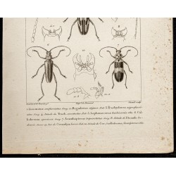 Gravure de 1844 - Coléoptères (Lissonotus, Megaderus...) - 3