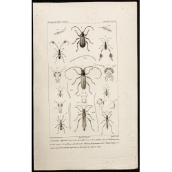 Gravure de 1844 - Coléoptères (Cerambyx, Callidium...) - 1