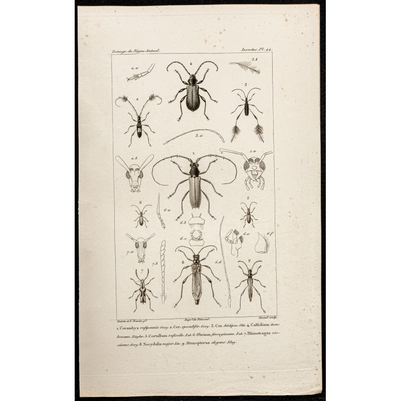 Gravure de 1844 - Coléoptères (Cerambyx, Callidium...) - 1
