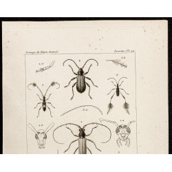 Gravure de 1844 - Coléoptères (Cerambyx, Callidium...) - 2