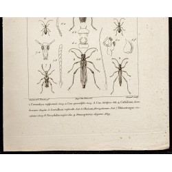 Gravure de 1844 - Coléoptères (Cerambyx, Callidium...) - 3