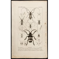 Gravure de 1844 - Coléoptères (Acrocinus, Lamia...) - 1