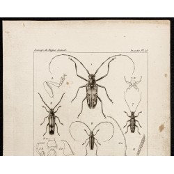 Gravure de 1844 - Coléoptères (Acrocinus, Lamia...) - 2
