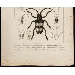 Gravure de 1844 - Coléoptères (Acrocinus, Lamia...) - 3