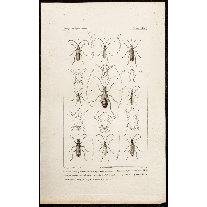 Gravure de 1844 - Coléoptères (Desmocerus, Vesperus...) - 1