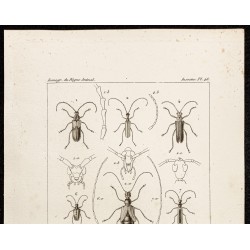 Gravure de 1844 - Coléoptères (Desmocerus, Vesperus...) - 2
