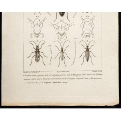 Gravure de 1844 - Coléoptères (Desmocerus, Vesperus...) - 3