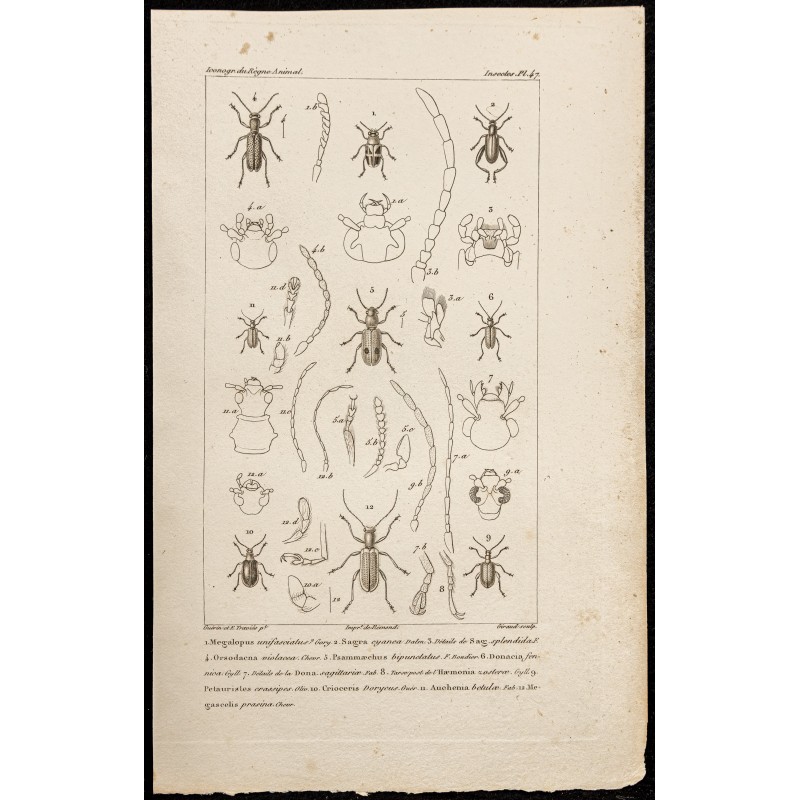Gravure de 1844 - Coléoptères (Megalopus, Sagra...) - 1