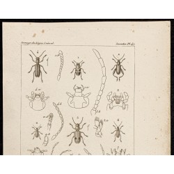 Gravure de 1844 - Coléoptères (Megalopus, Sagra...) - 2