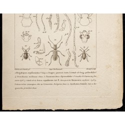 Gravure de 1844 - Coléoptères (Megalopus, Sagra...) - 3