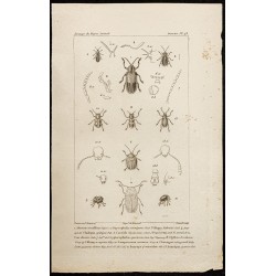 Gravure de 1844 - Coléoptères (Alurmus, Oxycephala...) - 1