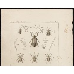Gravure de 1844 - Coléoptères (Alurmus, Oxycephala...) - 2