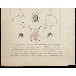 Gravure de 1844 - Coléoptères (Alurmus, Oxycephala...) - 3