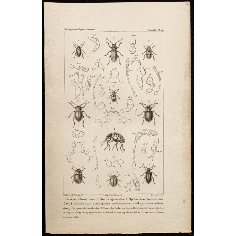 Gravure de 1844 - Coléoptères (Colaspis, Podontia...) - 1