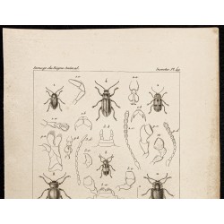 Gravure de 1844 - Coléoptères (Colaspis, Podontia...) - 2