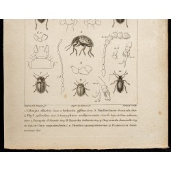 Gravure de 1844 - Coléoptères (Colaspis, Podontia...) - 3