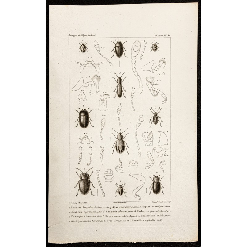 Gravure de 1844 - Coléoptères (Erotylus, Aegythus...) - 1