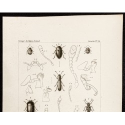 Gravure de 1844 - Coléoptères (Erotylus, Aegythus...) - 2