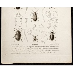 Gravure de 1844 - Coléoptères (Erotylus, Aegythus...) - 3