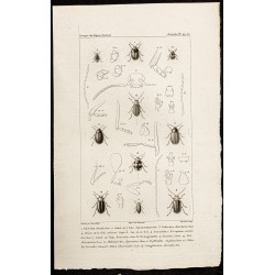 Gravure de 1844 - Coléoptères (Adorium, Galeruca...) - 1