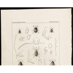 Gravure de 1844 - Coléoptères (Adorium, Galeruca...) - 2