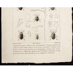Gravure de 1844 - Coléoptères (Adorium, Galeruca...) - 3