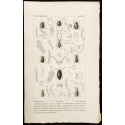 Gravure de 1844 - Coléoptères : Coccinelles... - 1