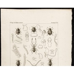 Gravure de 1844 - Coléoptères : Coccinelles... - 2