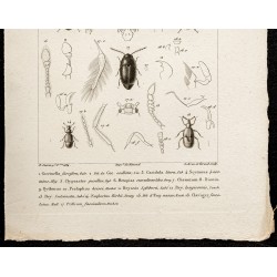 Gravure de 1844 - Coléoptères : Coccinelles... - 3