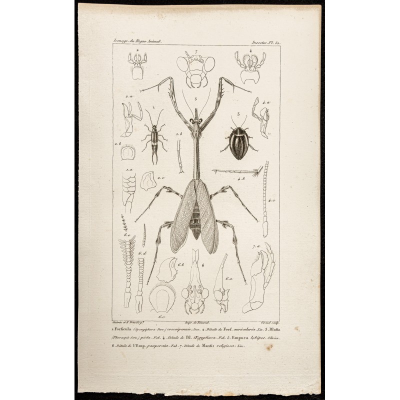 Gravure de 1844 - Perce-oreille, blatte, Mante religieuse... - 1