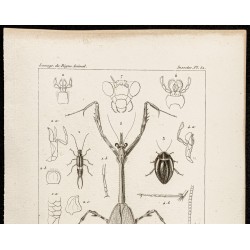 Gravure de 1844 - Perce-oreille, blatte, Mante religieuse... - 2