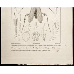 Gravure de 1844 - Perce-oreille, blatte, Mante religieuse... - 3