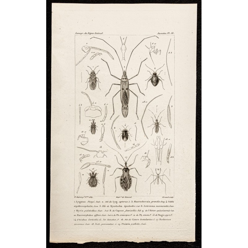 Gravure de 1844 - Hétéroptères - Punaises - 1