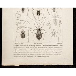 Gravure de 1844 - Hétéroptères - Punaises - 3
