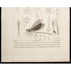 Gravure de 1844 - Libellules - Éphémère - 3