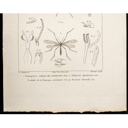 Gravure de 1844 - Névroptères - 3