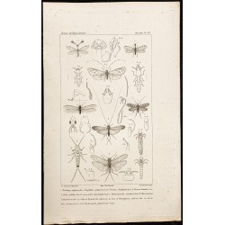 Gravure de 1844 - Insectes Névroptères - 1