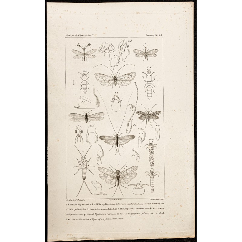 Gravure de 1844 - Insectes Névroptères - 1