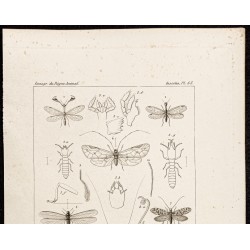 Gravure de 1844 - Insectes Névroptères - 2