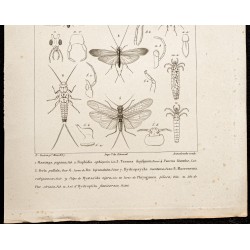 Gravure de 1844 - Insectes Névroptères - 3