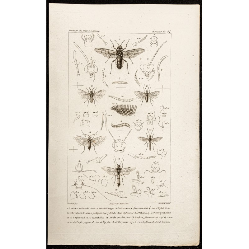 Gravure de 1844 - Hyménoptères frelons - 1