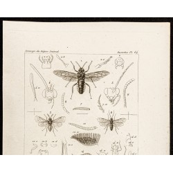 Gravure de 1844 - Hyménoptères frelons - 2