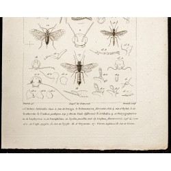 Gravure de 1844 - Hyménoptères frelons - 3