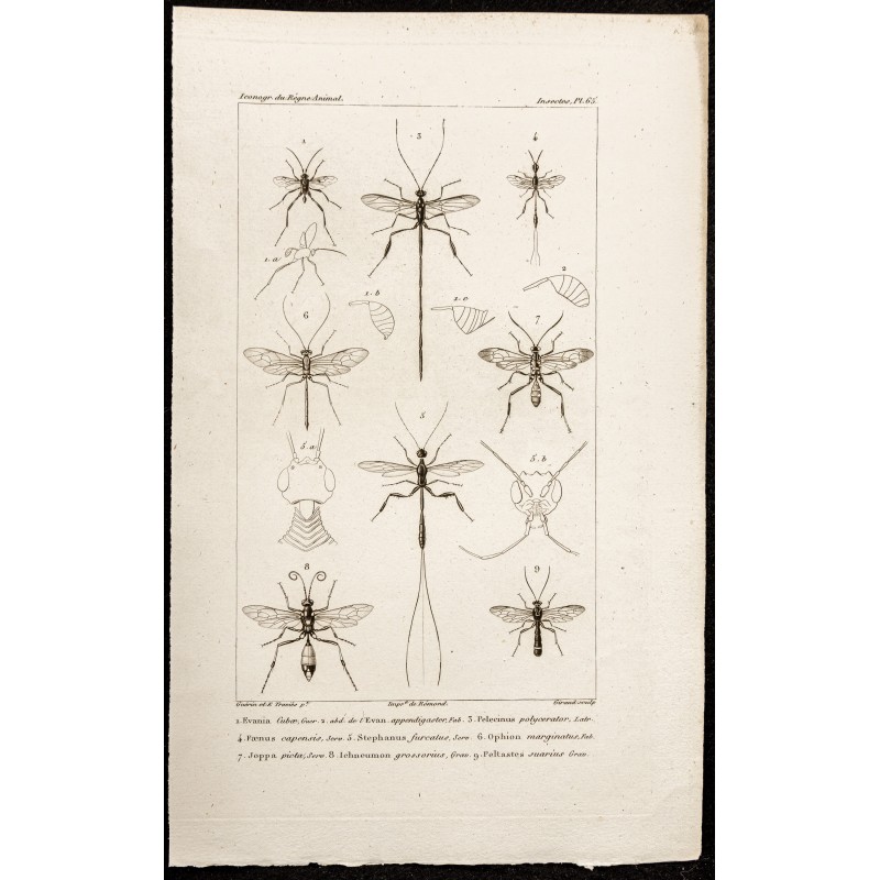 Gravure de 1844 - Insectes hyménoptères - 1
