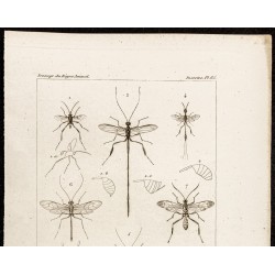 Gravure de 1844 - Insectes hyménoptères - 2