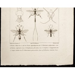 Gravure de 1844 - Insectes hyménoptères - 3